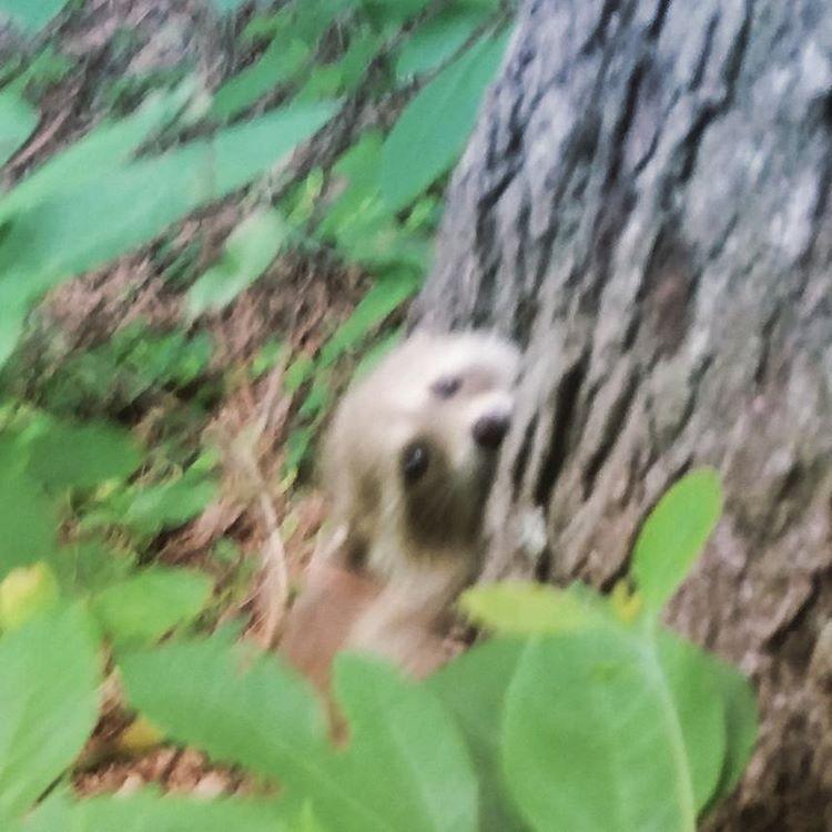 Baby in the woods #huntingtoninsta #raccoon #aww #cute #huntingtonwv #rotarypark