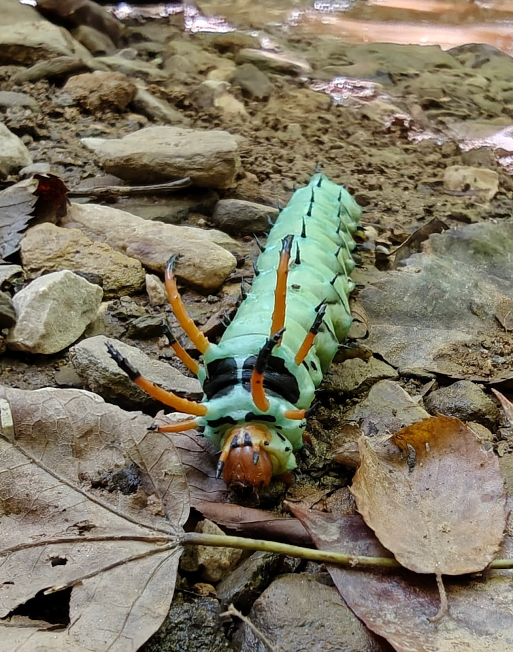 Caterpiller Face