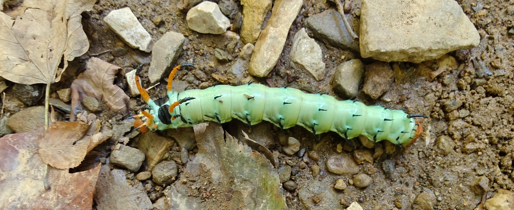 Caterpiller Body