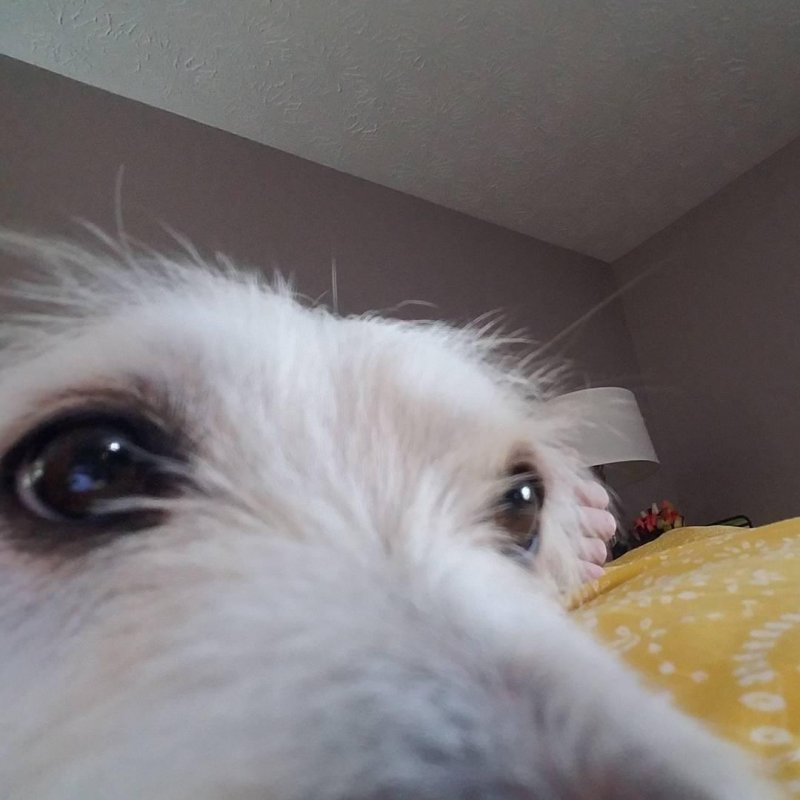 Dog selfie 