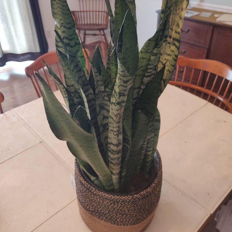 Snake plant for the office from the potted edge in the progress building in Huntington 
@thepottededge 