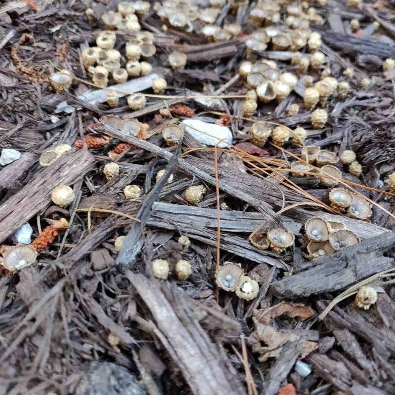 Tiny shrooms that look like acorn shells