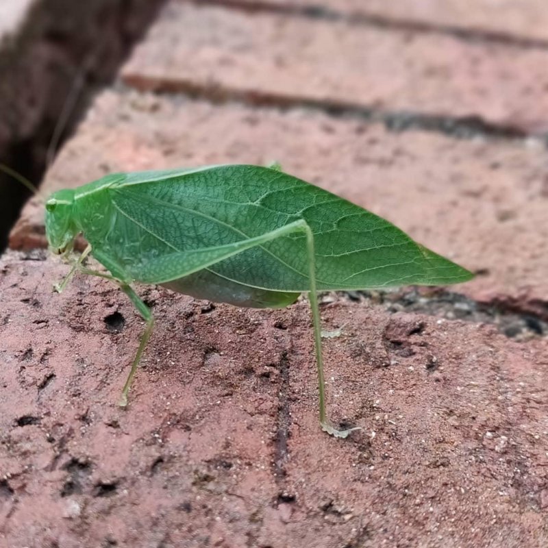 I made a friend. I named him peapod
#insect 