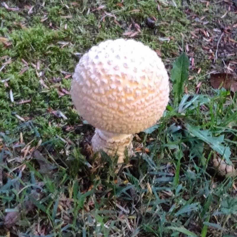 Epcot Shroom
#mushroom 