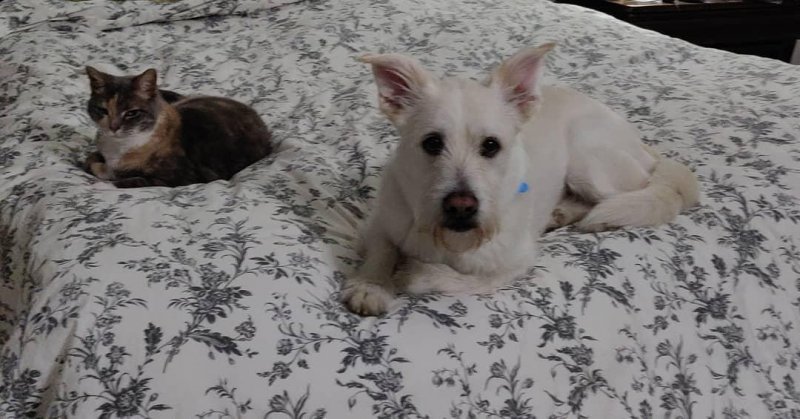 Friends? Ghost and Piglet
#dogsofinstagram 